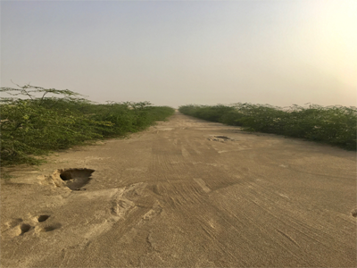 Investeer jij in het herbebossen van de aarde? In Kuwait is er een 100% overlevingspercentage behaald voor de aanplant van Ghaf bomen